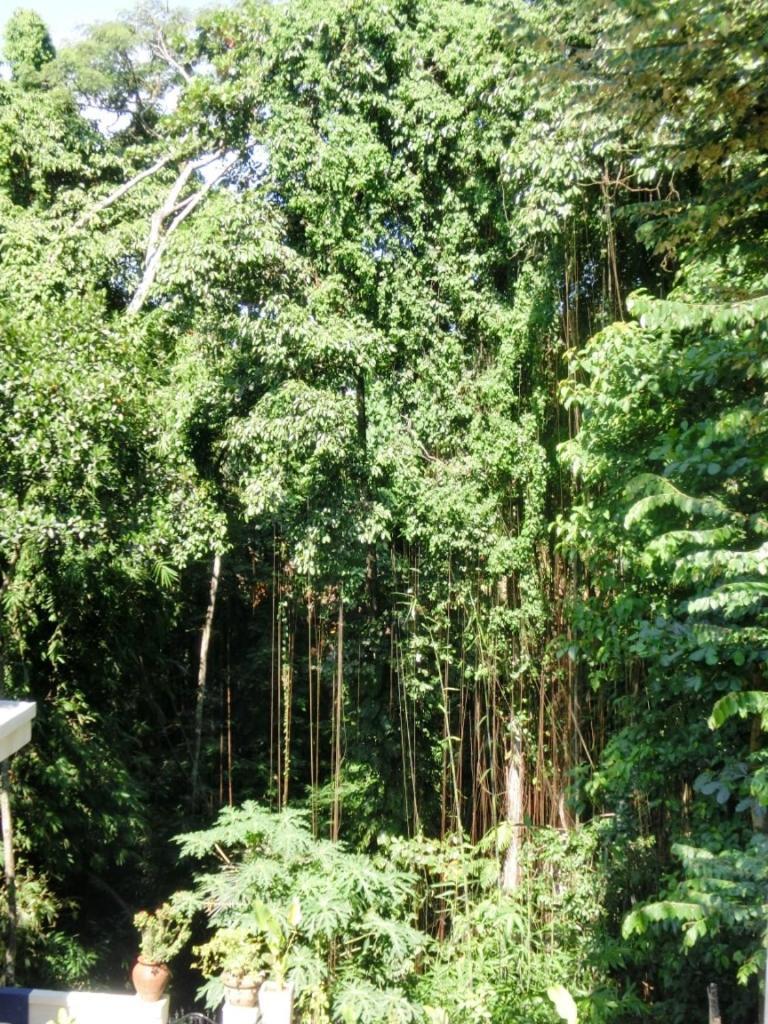 Latugu Homestay Ubud 객실 사진