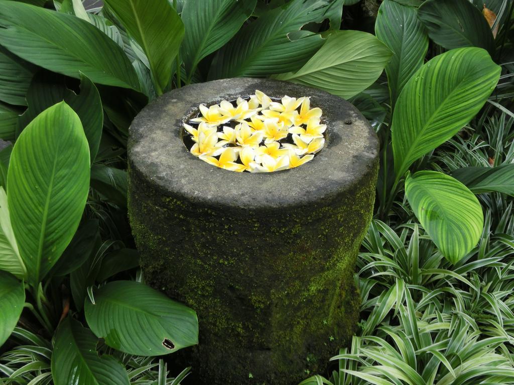 Latugu Homestay Ubud 외부 사진