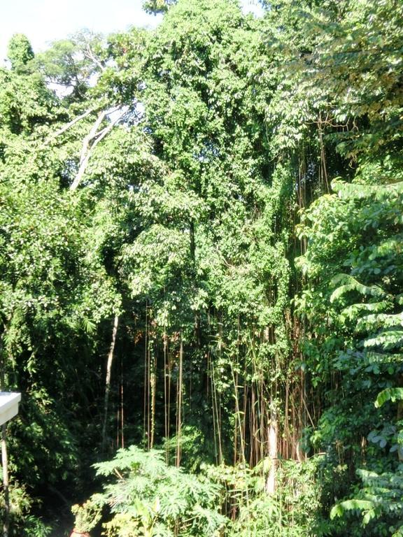 Latugu Homestay Ubud 외부 사진